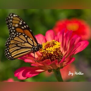 Monarch Butterfly Pink Floral Wall Art 8x10